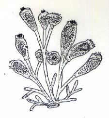 ツリガネ虫スケッチ